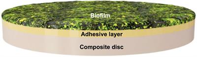 Bioactive Dental Adhesive System With tt-Farnesol: Effects on Dental Biofilm and Bonding Properties